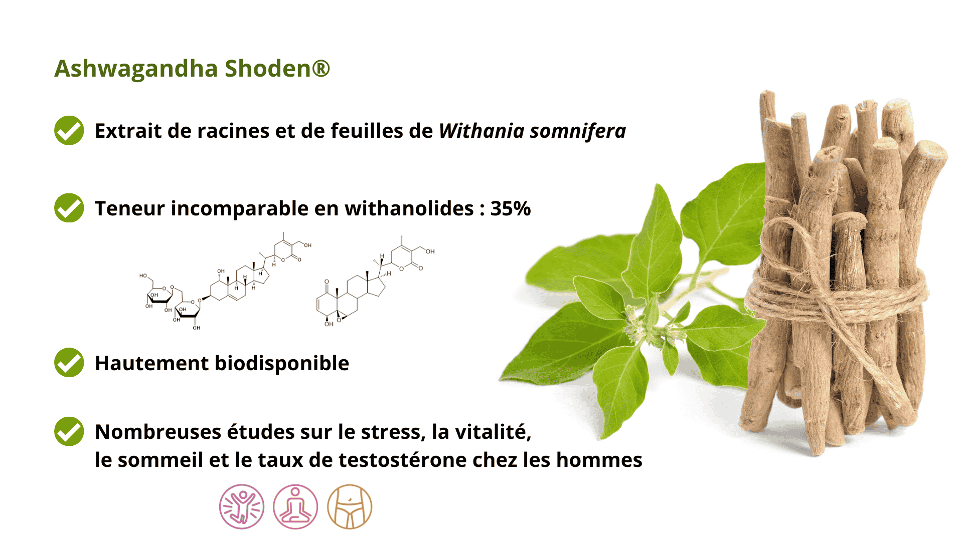 Ashwagandha Shoden, un extrait hautement concentre en withanolides